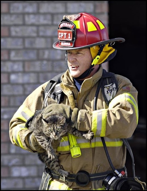 Animals Being Rescued Seen On www.coolpicturegallery.us