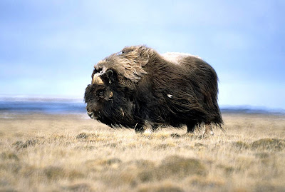 Musk Ox