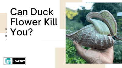 can duck flower kill you