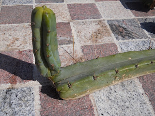 división de cactus