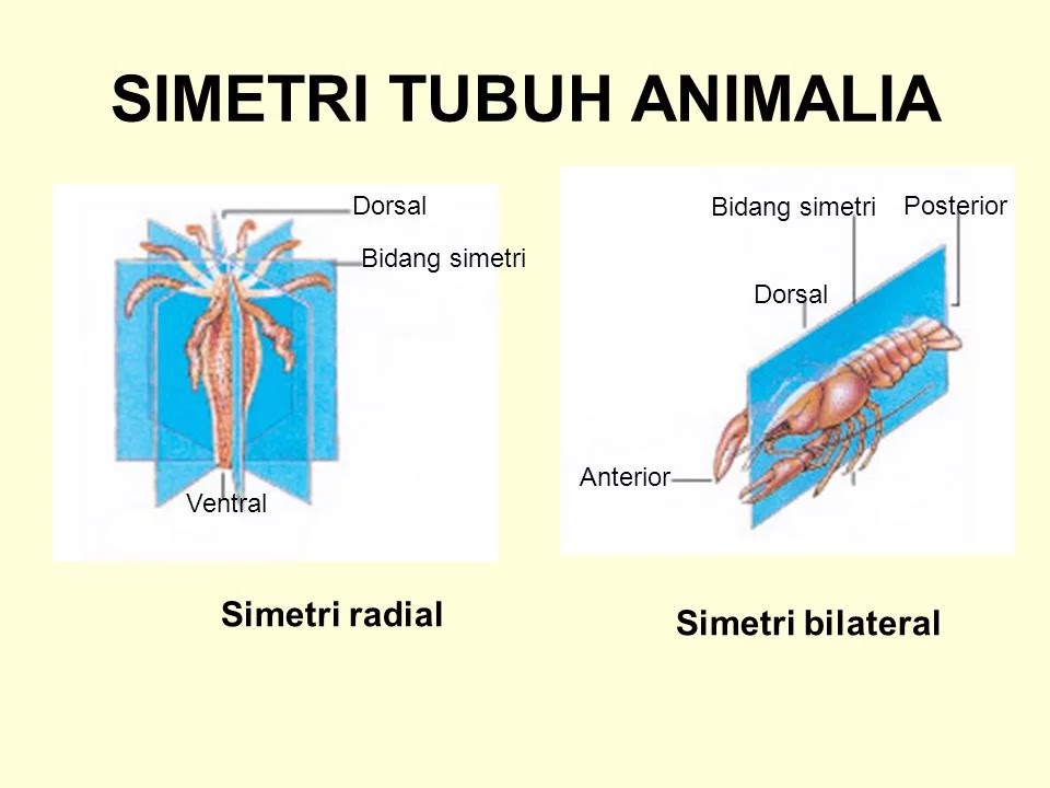 Pengertian Hewan  Simetri  Radial dan Bilateral  Ciri dan 