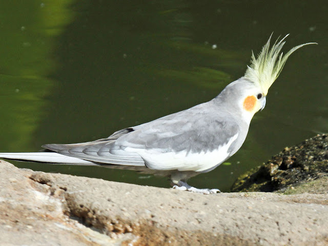 Birds Cockatiel