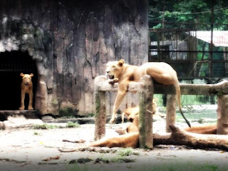 singa sedang tidur salah satu koleksi kebun binatang serulingmas banjar negara