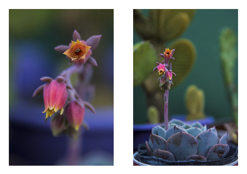 díptico de echeveria elegans en flor