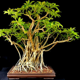 types of bonsai trees indoor with pictures