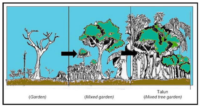 Image: Development of the talun garden system.