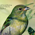 Colorful female Painted Bunting