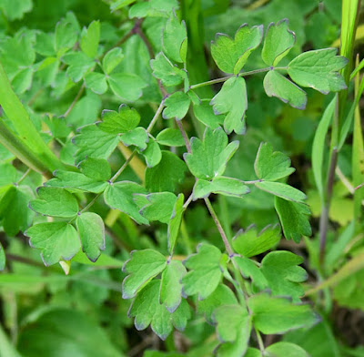 Pigamon prés (Thalictrum minus subsp. pratense)