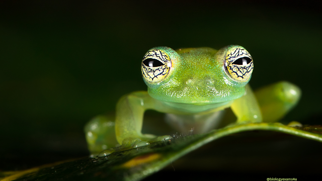 Glass frog |(Class Amphibia)