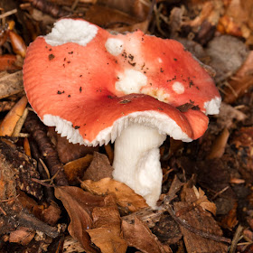 Russula species.  Keston Common, 27 September 2015.