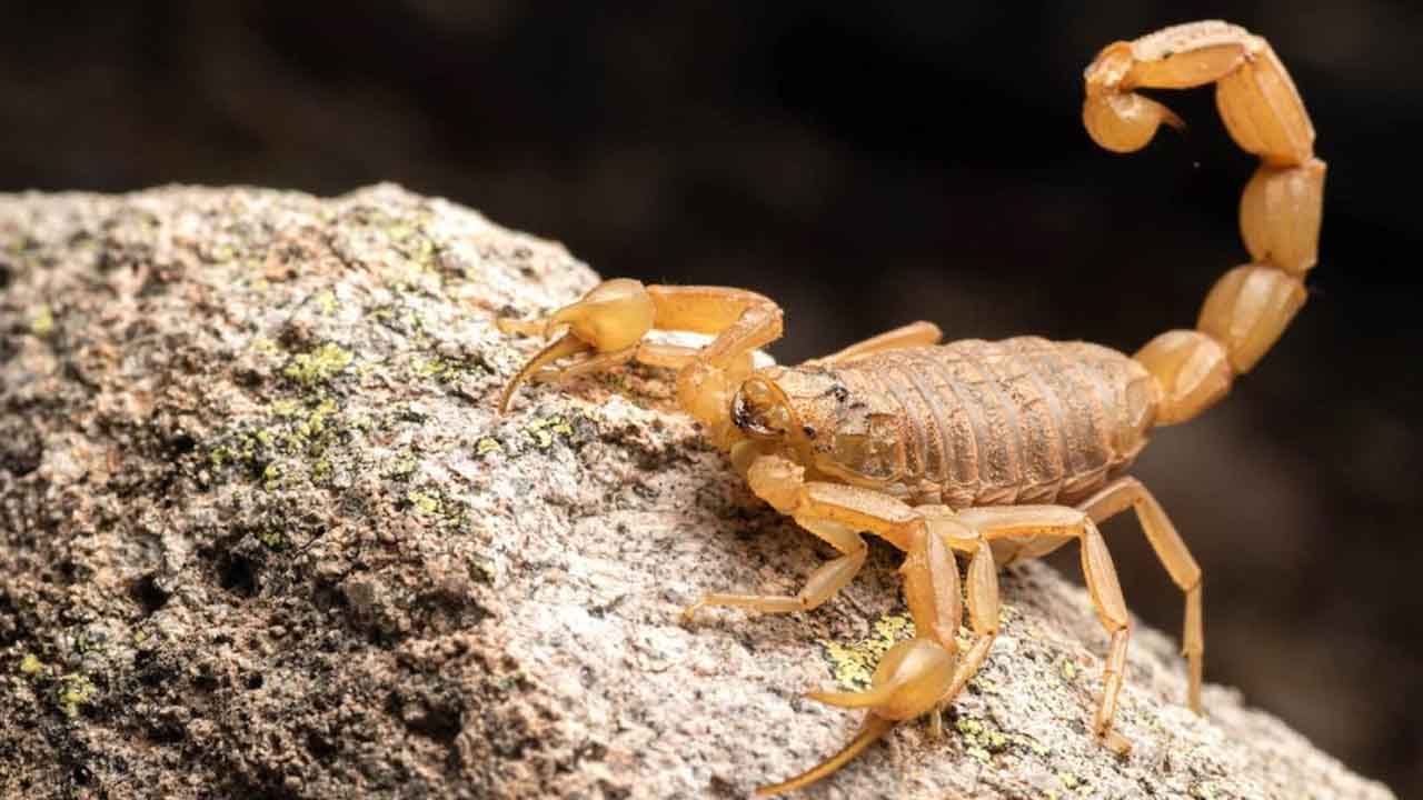 Criança de 4 anos é picada por escorpião e morre em Santa Cruz do Rio Pardo