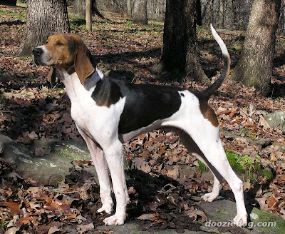 American Foxhound Personality