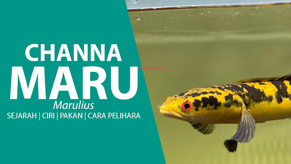 Ingin Pelihara Ikan Channa MARU Lancar Sehat Tanpa Terkendala Penyakit? Baca Ini Dulu!