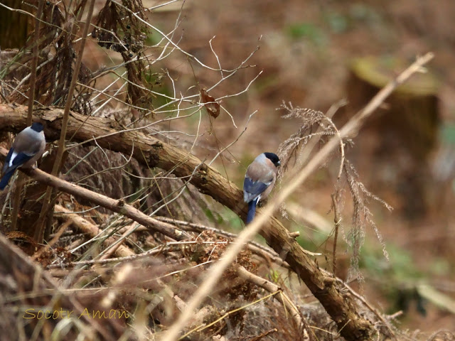 Pyrrhula pyrrhula Linnaeus