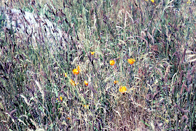 California poppy in California grasslands