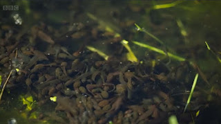 Tadpoles