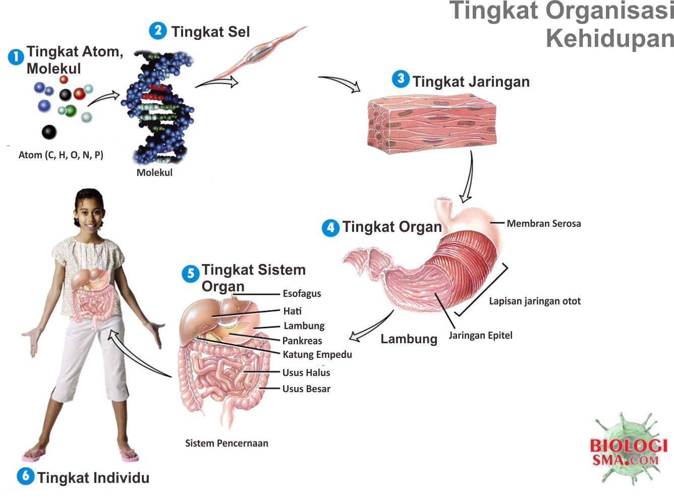 Tingkat Organisasi Kehidupan - Dunia Biologi