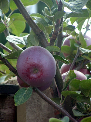 Close up of a dark red apple growing against a fence