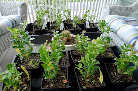 Lingonberries, edible landscaping