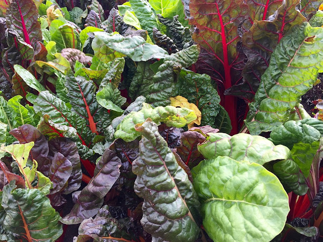 Swiss chard, garlic, and cabbage