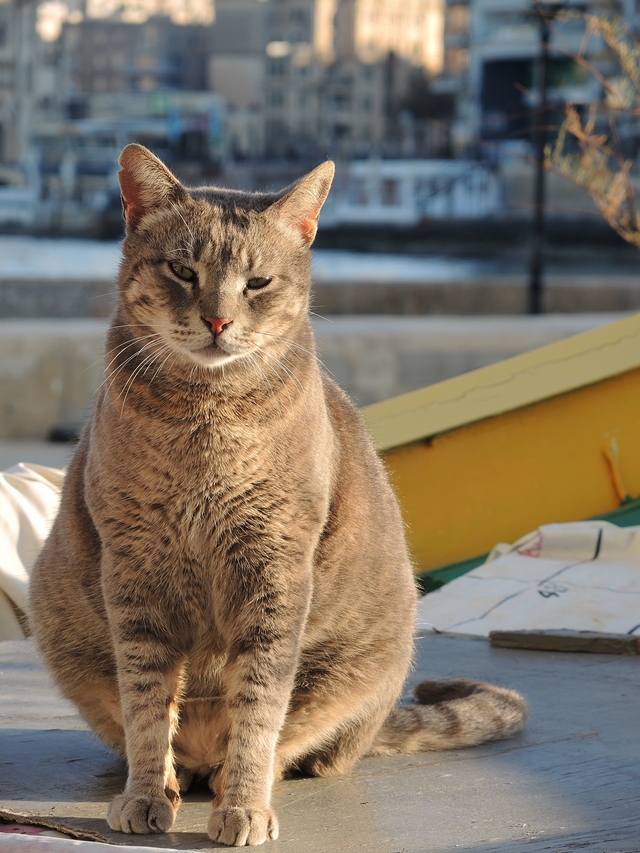 Malta: nog katten!