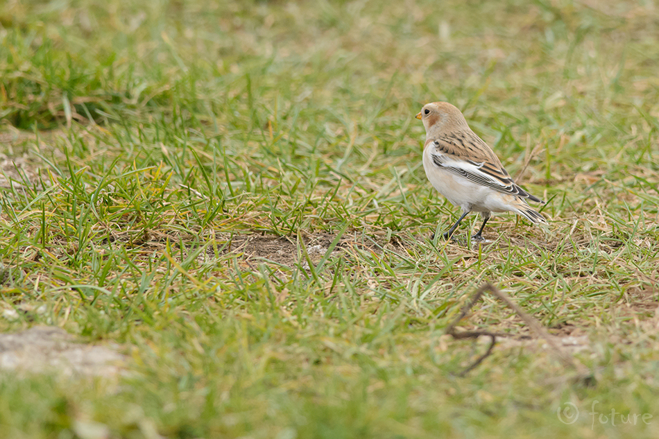 Hangelind, Plectrophenax nivalis, Snow Bunting