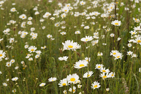 wildflowers in Norfolk in spring