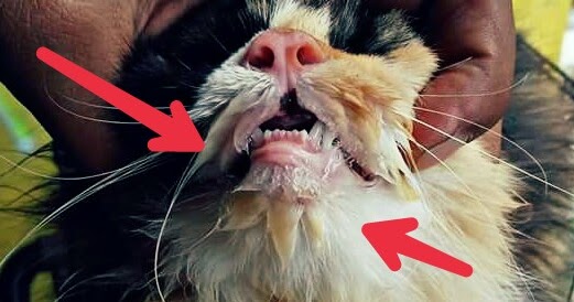 Penyebab dan Cara Mengatasi Mulut Kucing Berlendir dan Bau 