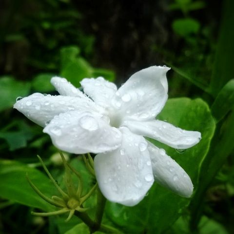 Types Of White Flowers