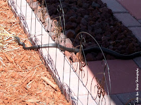 Black Rat Snake - Leesburg, Florida