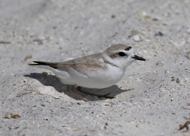 Snowy Plover - Carlos Pointe, Florida