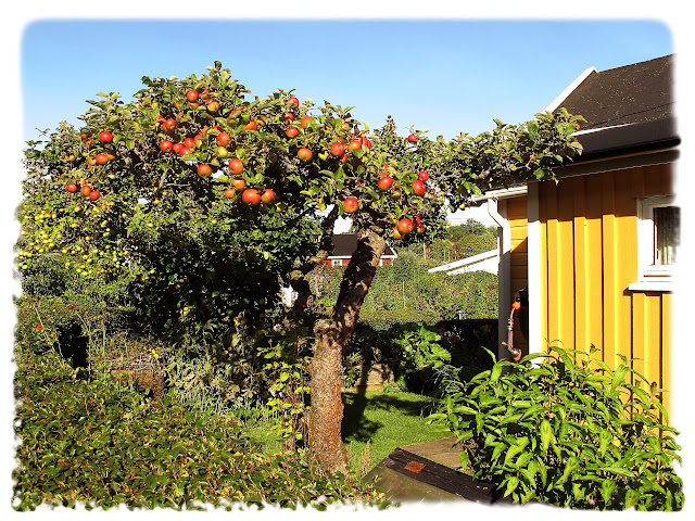 Sensommerbilder fra Solvang kolonihager, avdeling 1 på Sogn i Bydel Nordre Aker i Oslo.