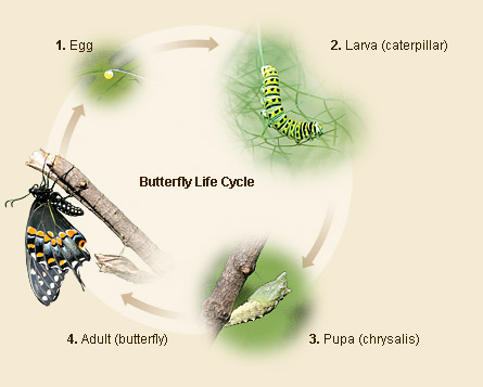 metamorphosis of a butterfly. life cycle, a utterfly