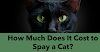 How Much Does It Cost to Spay a Cat?