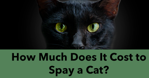 Cost to Spay a Cat