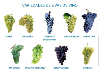  variedades de uvas para a produção de vinho  