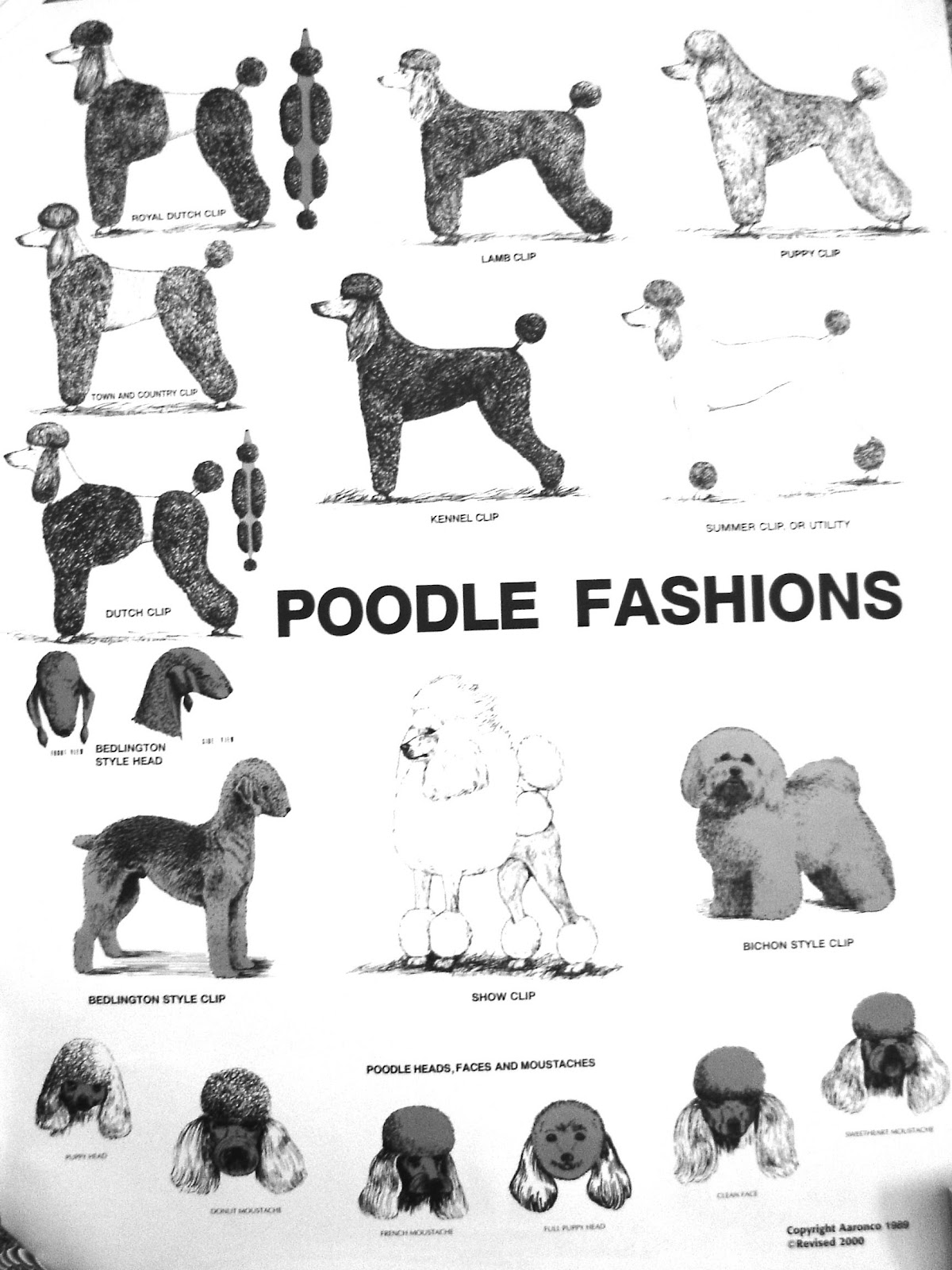 poodle grooming poster fashion poster