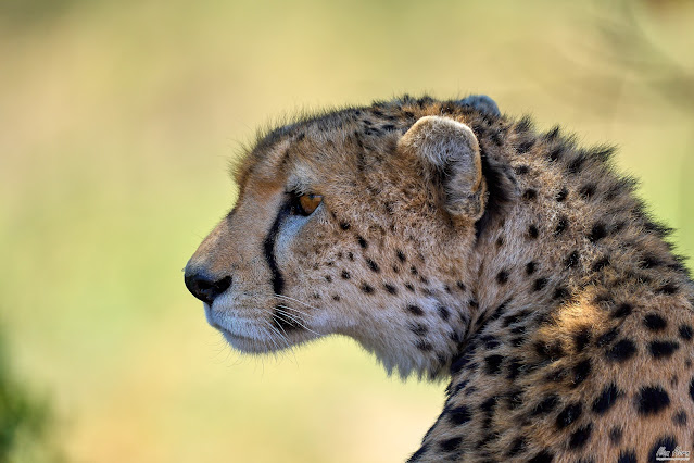 Cheetah Portrait