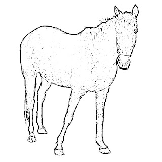 Horse Coloring Pages on Horse Coloring Pages Coloring Pages Of Horse Horses Coloring Pages For