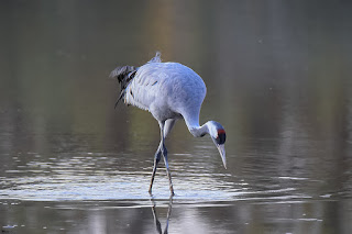 grulla-comun-grus-grus-pescando-