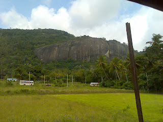 Beautiful Paddy fields in Sri Lanka