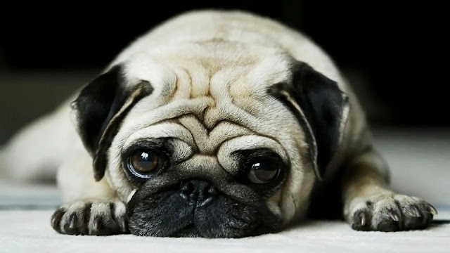 Pugs