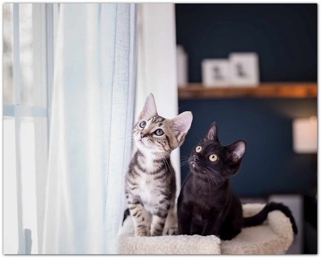 Free Kittens Near Charleston SC for Sale