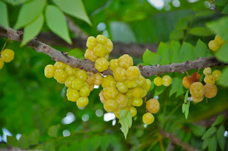 gooseberries