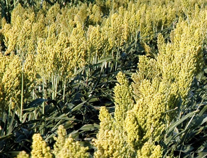 Sorghum bicolor