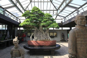 Ficus Bonsai - 1200 years old in Italy