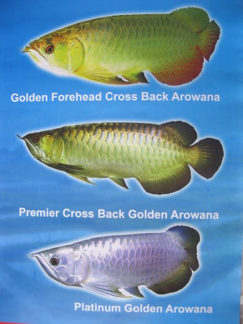  ARWANA  AROWANA Cross Back Golden Arwana 