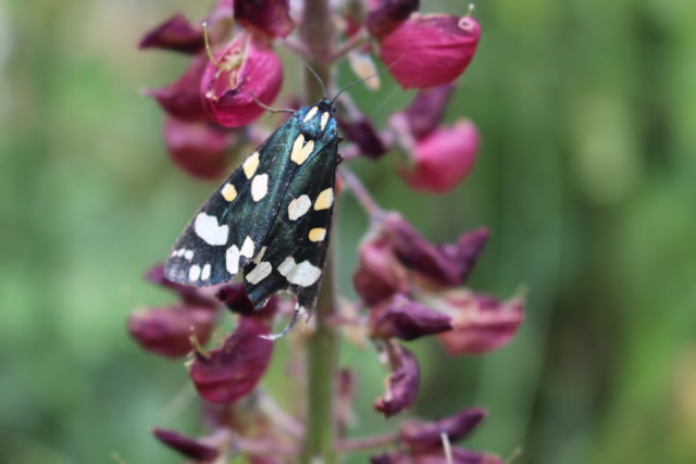 Scarlet tiger moth on a lupin plant