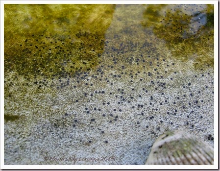 04-23-tadpoles