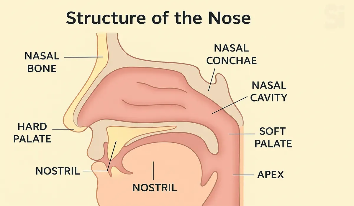 Structure-of-the-Nose